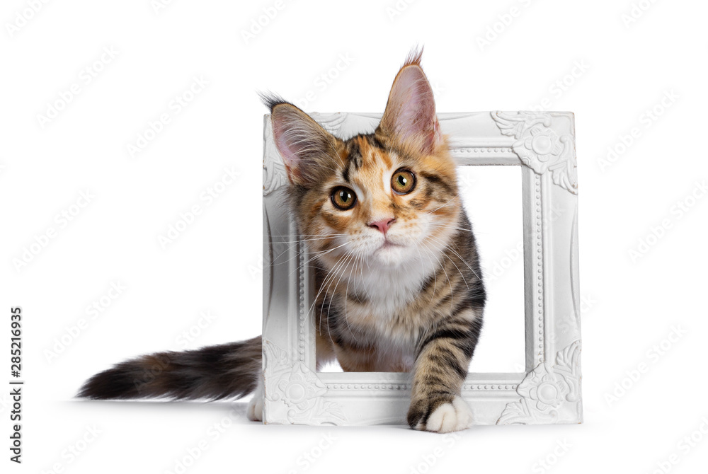 Warm toned cute torbie Maine Coon cat kitten, stepping through photo frame. Looking beside camera with orange / golden eyes. Isolated on white background. Warm toned cute torbie Maine Coon cat kitten, stepping through photo frame. Looking beside camera with orange / golden eyes. Isolated on white background.