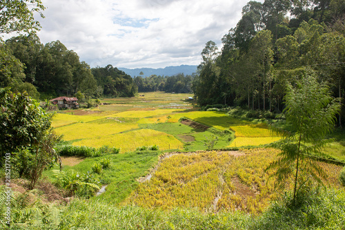 Fototapeta Naklejka Na Ścianę i Meble -  Green and brown rice terrace fields in Tana Toraja, South Sulawesi, Indonesia	