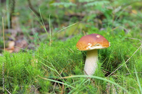 A lone ceps mushroom growths on a green moss in the forest.