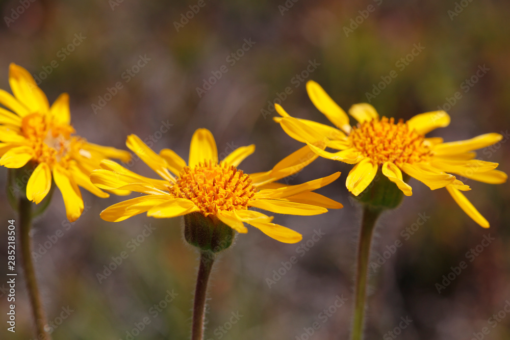 Echte Arnika (Arnica montana) Bergwohlverleih mit gelben Blüten Echte Arnika (Arnica montana) Bergwohlverleih mit gelben Blüten