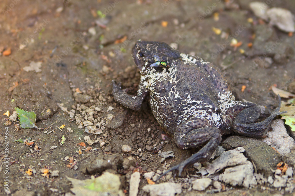 Fototapeta premium The green fly and insect larvae on the dead toad