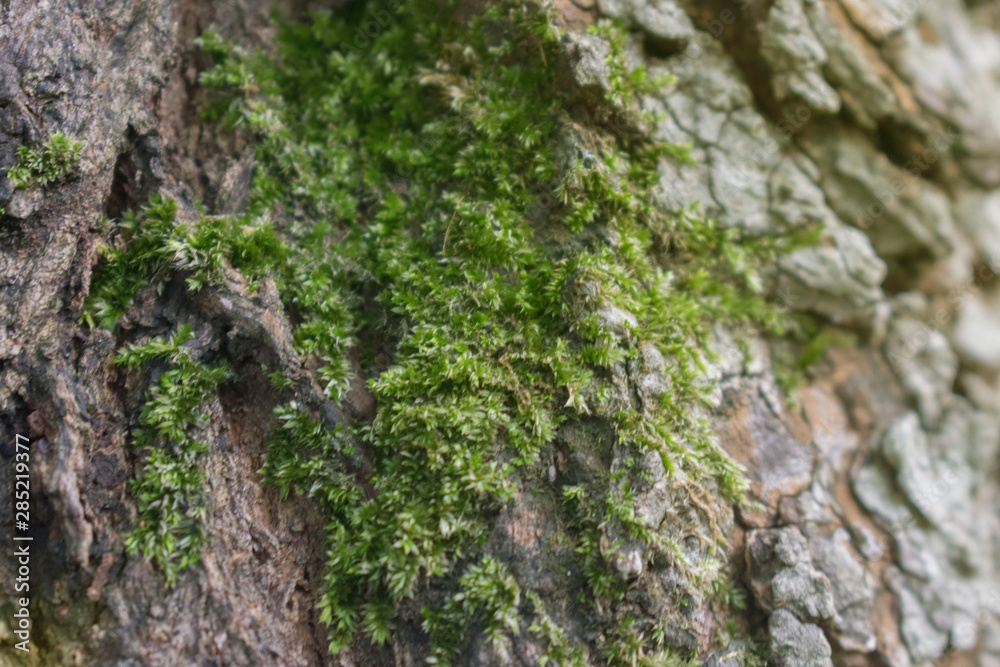 green moss on bark background. macro of moss on bark tree in spring forest. green moss on bark background. macro of moss on bark tree in spring forest.