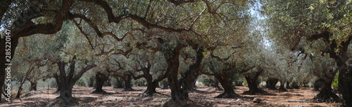 Olivenbaum (Olea europaea) Plantage Insel Kreta Griechenland Panorama  nd, Panorama photo