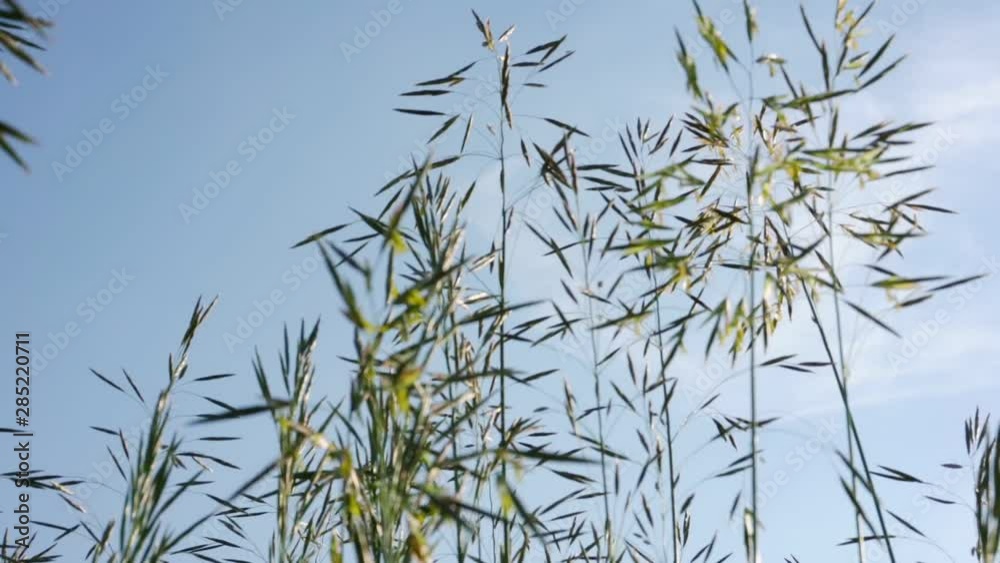 green barley thin stems waved by light summer wind under clear blue sky with light white cloud close low angle shot green barley thin stems waved by light summer wind under clear blue sky with light white cloud close low angle shot