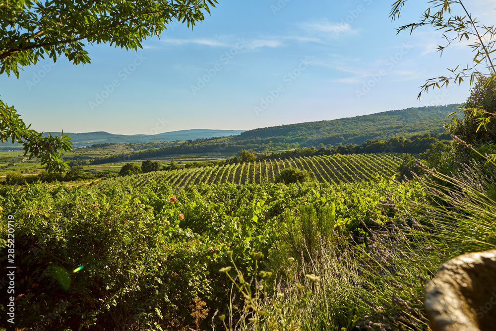 Obraz premium View of a countryside and vineyard landscape in a summer day