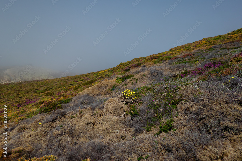 Cabo Vilán, Camariñas, Spain: Vegetation on the rocks of the peninsula and cartilage covered with fog.