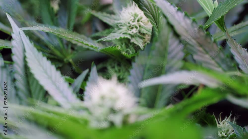 Slow motion shot of a cannabis plants growing in a grow tent during flowering stage Slow motion shot of a cannabis plants growing in a grow tent during flowering stage