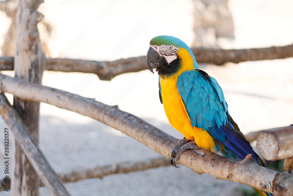 Blue and Yellow/Gold Macaw Parrot Bird