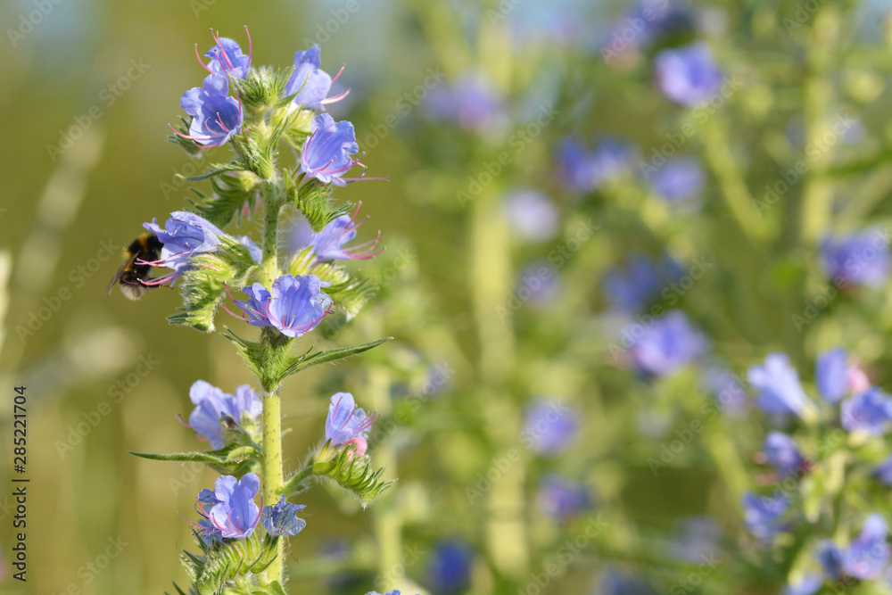 Blauer Natternkopf mit Hummel in der Blüte Blauer Natternkopf mit Hummel in der Blüte
