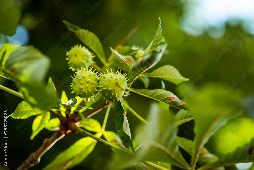 Chestnut. Chestnut Leaves. Chestnut branch with fruits. Chestnut. Chestnut Leaves. Chestnut branch with fruits.