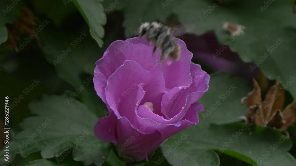 Bee collects pollen from flowers, close up shot in 4K Bee collects pollen from flowers, close up shot in 4K