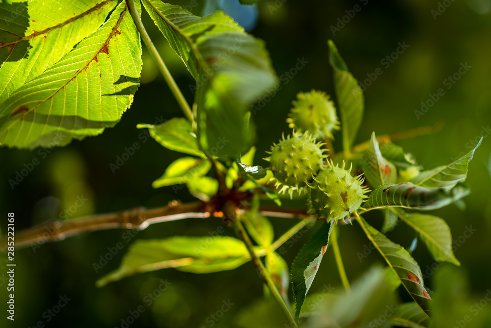Chestnut. Chestnut Leaves. Chestnut branch with fruits. Chestnut. Chestnut Leaves. Chestnut branch with fruits.