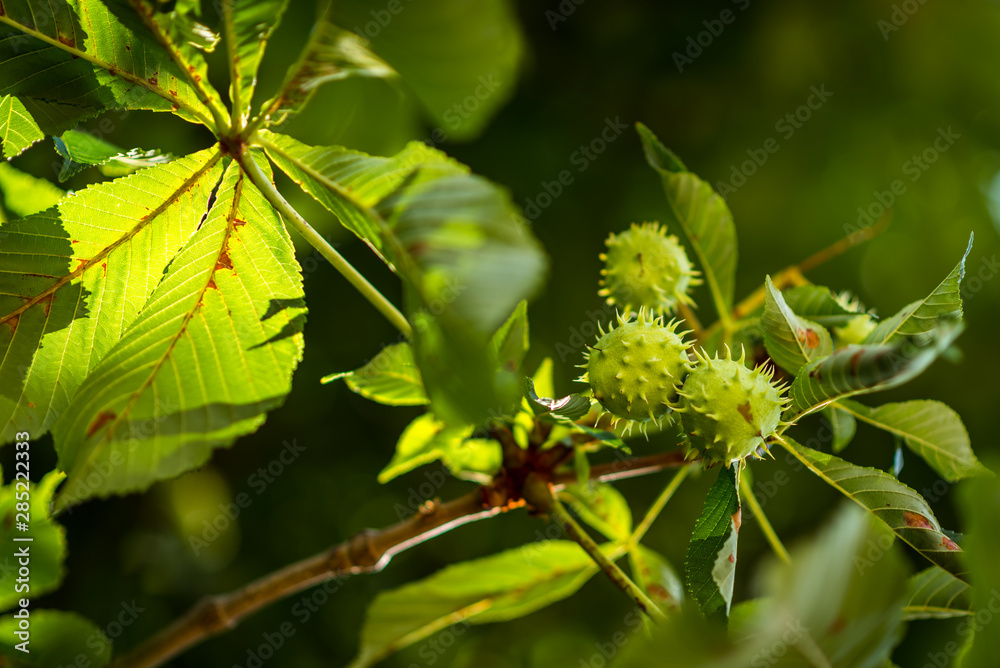 Chestnut. Chestnut Leaves. Chestnut branch with fruits. Chestnut. Chestnut Leaves. Chestnut branch with fruits.
