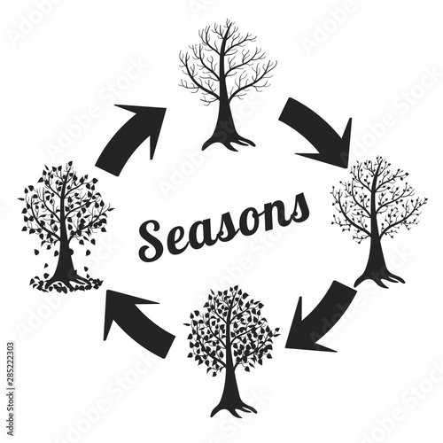 Type of tree at different times of the year. Vector