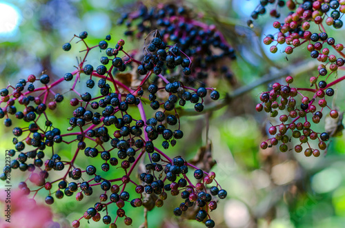 black elderberry fruits on a bush