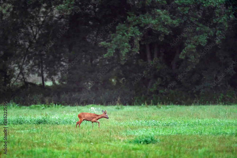 Young roebuck in meadow looking for food. Young roebuck in meadow looking for food.