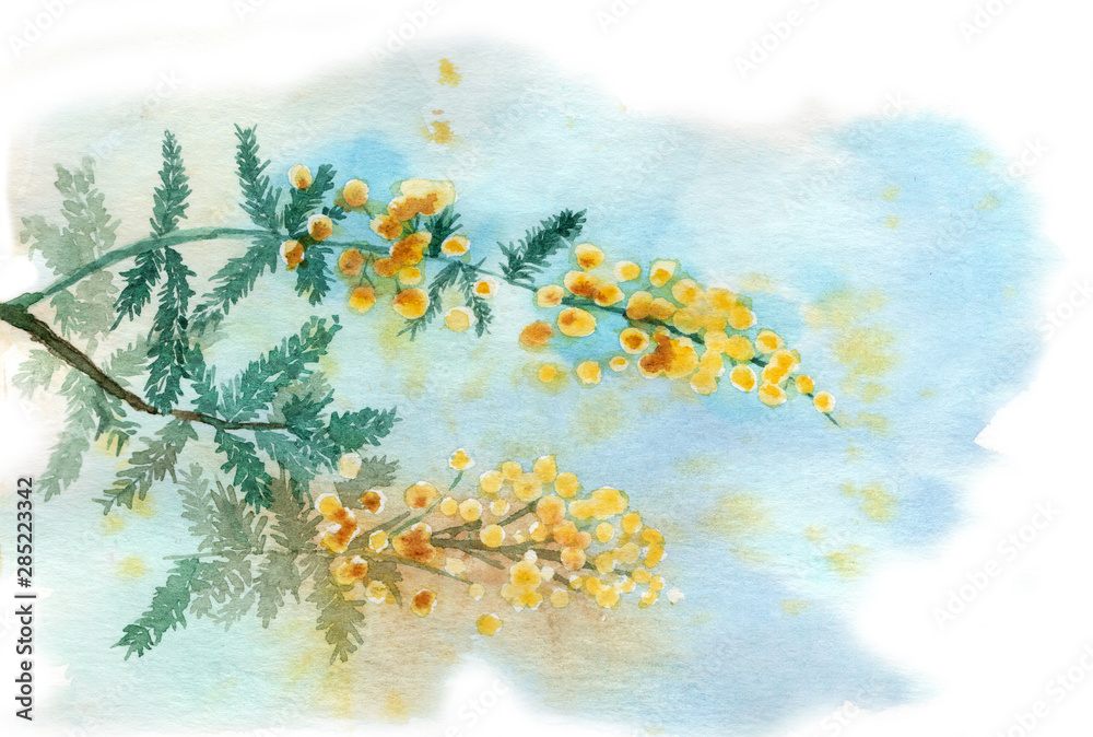 Fototapeta Akwarela ilustracja oddziału kwiat mimozy na jasnoniebieskim tle. Styl mokro na mokro