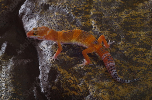 게코. 도마뱀.애완용. 애완용도마뱀. 