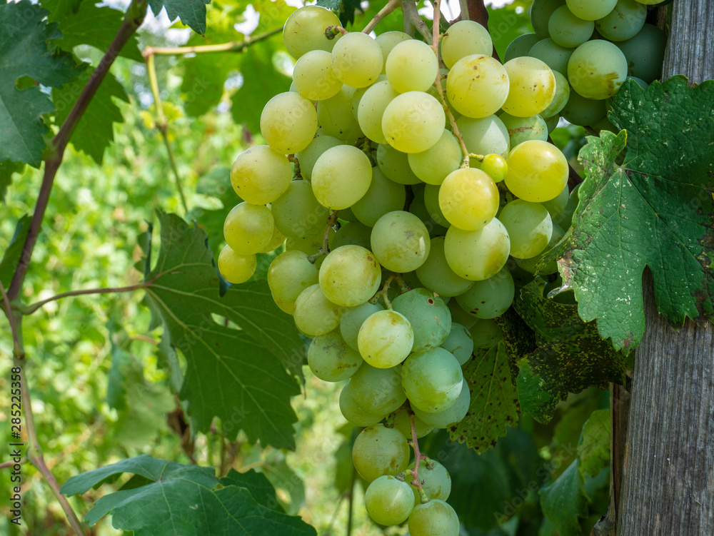 Bunches of grapes in a vineyard in a rural garden