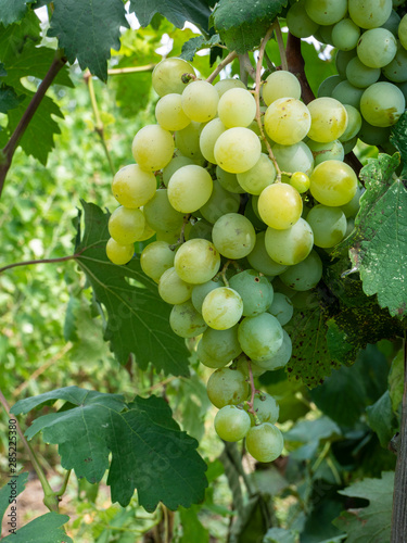 Bunches of grapes in a vineyard in a rural garden