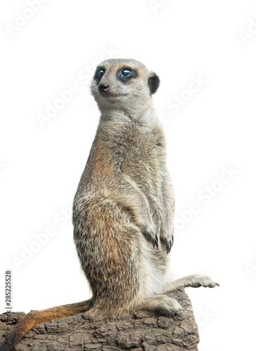 meerkat isolated on a white background