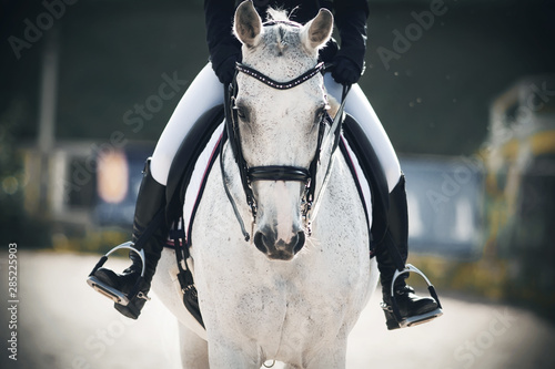 A rider in black boots in the stirrups sits astride a gray horse that walks calmly through the arena