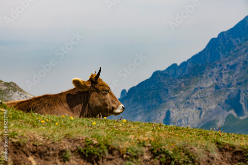 Resting cow in Picos de Europa, Spain, against a sunny sky