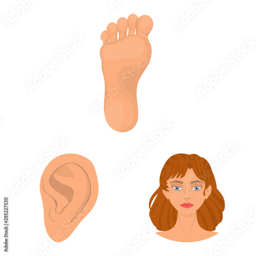 Vector illustration of body and part sign. Set of body and anatomy stock vector illustration.