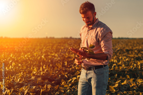 Farmer standing in soybean field examining crop at sunset. photo