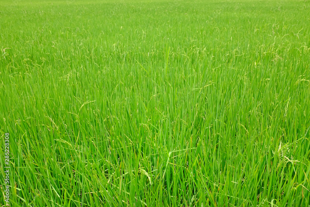 Young green rice in the rice fields background.