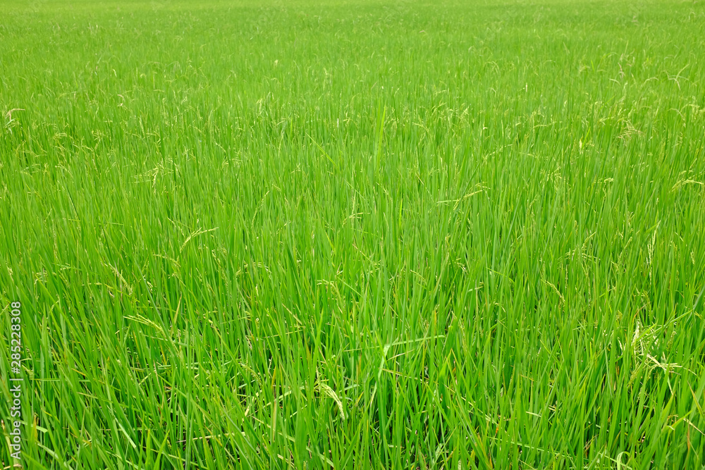 Young green rice in the rice fields background. Young green rice in the rice fields background.