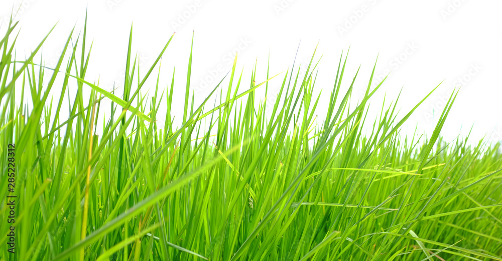 Fototapeta premium Young green rice in the rice fields background.