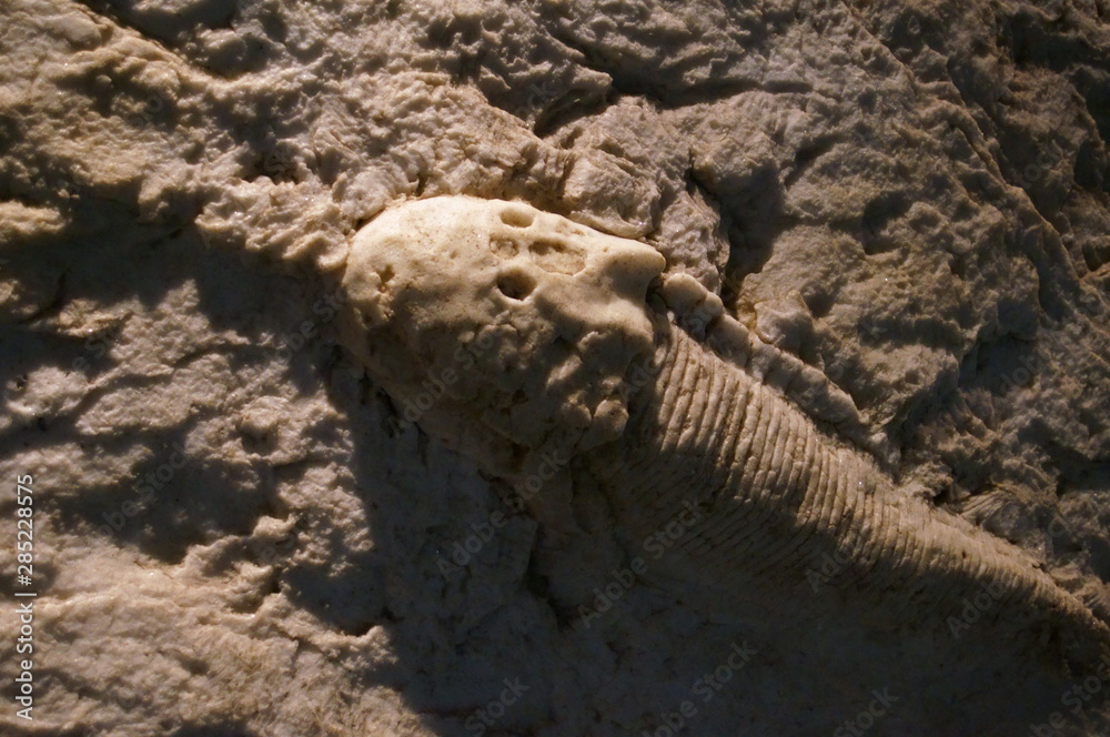 Ancient marine life animal fossils Ancient marine life animal fossils