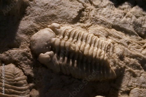 Ancient marine life animal fossils © travelers.high