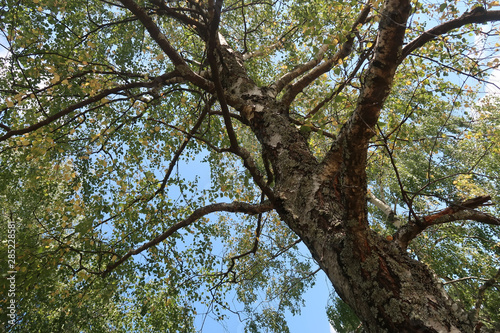 Birch tree