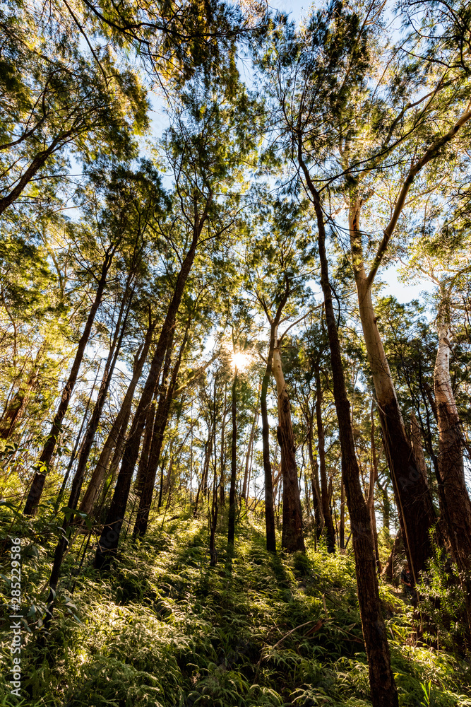 The sun shines through the thick forest and lights up the trees and leaves with a yellow and green glow. On a sunny day in Springbrook, Queensland, Australia