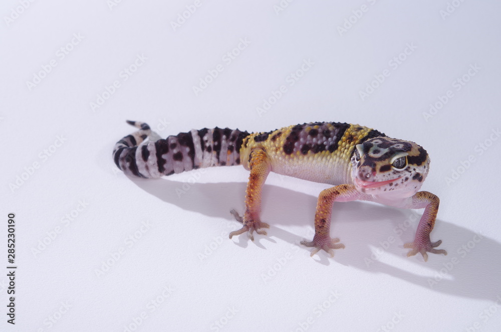 Obraz premium 게코. 도마뱀.애완용. 애완용도마뱀.