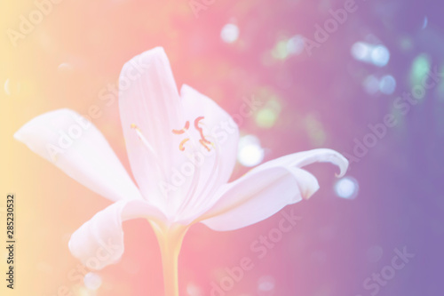 soft  focus white flower blooming spring nature wallpaper background  ,pastel filter effect