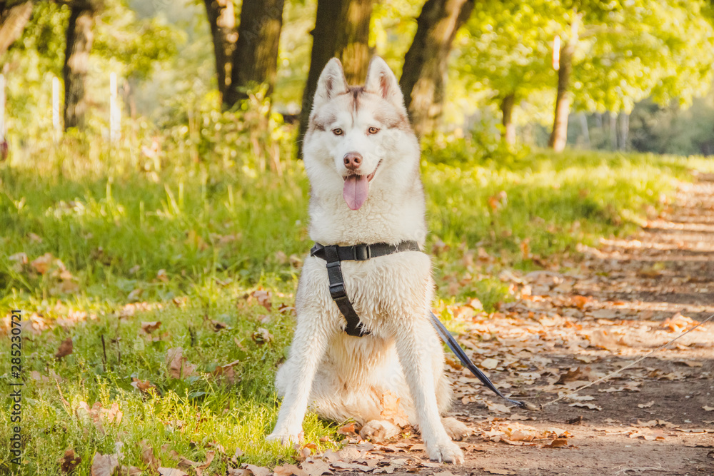 Obraz premium Young husky dog for a walk in the park in autumn. Husky breed. Light fluffy dog. Walk with the dog. Dog on a leash. A pet