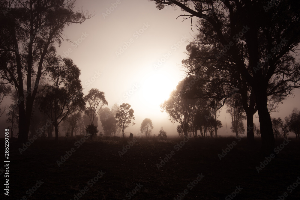 As the sun rises the fog and silhouettes of trees appear. A beautiful gradient of the sky can be seen in the background behind the trees. On a clear and sunny day in Storm King, Queensland, Australia