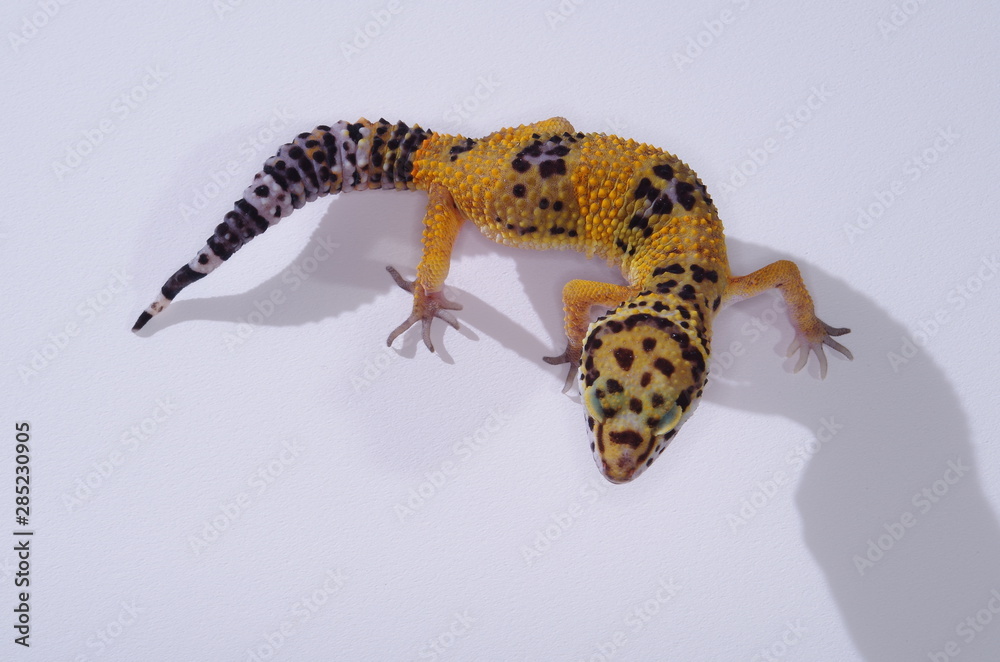 Obraz premium 게코. 도마뱀.애완용. 애완용도마뱀.
