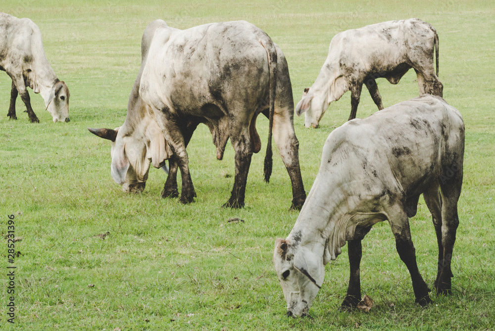 Four cows are standing graze in a green field. Four cows are standing graze in a green field.