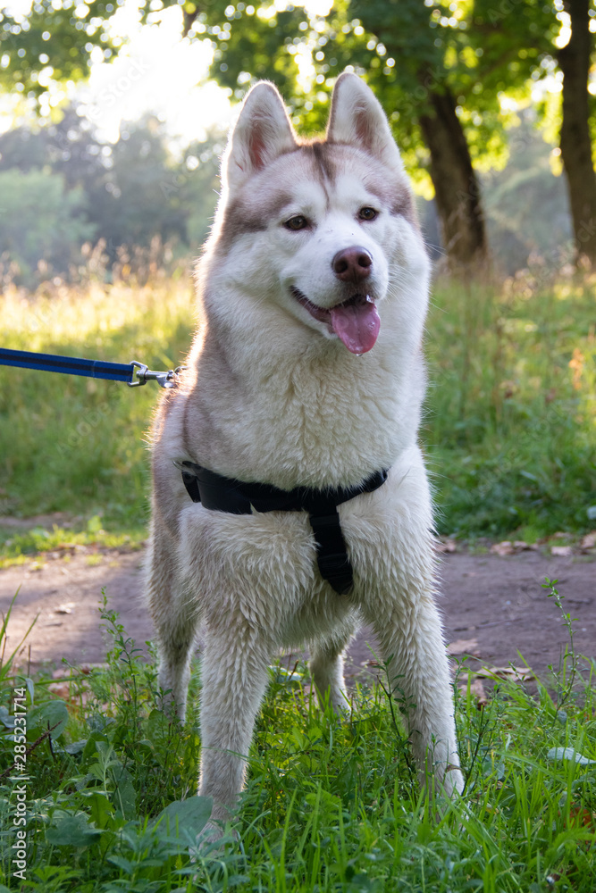 Young husky dog for a walk in the park in autumn. Husky breed. Light fluffy dog. Walk with the dog. Dog on a leash. A pet