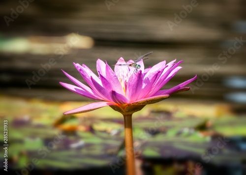 Dragonfly resting on a Lotus Flower