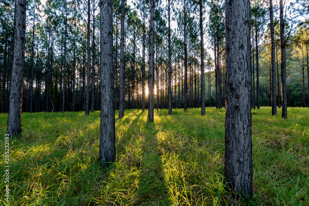 The sun sets as it shines through a pine forest in the Glass House Mountains, Queensland, Australia. The sun sets as it shines through a pine forest in the Glass House Mountains, Queensland, Australia.