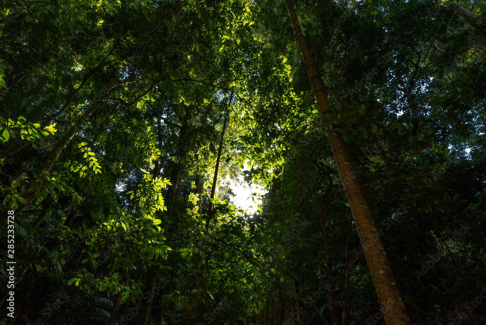 Fototapeta premium A beautiful glow is surrounded by lush green forest in Springbrook National Park, Queensland, Australia