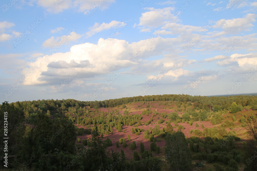 Fototapeta premium Kräftiges Lila in der blühenden Lüneburger Heide