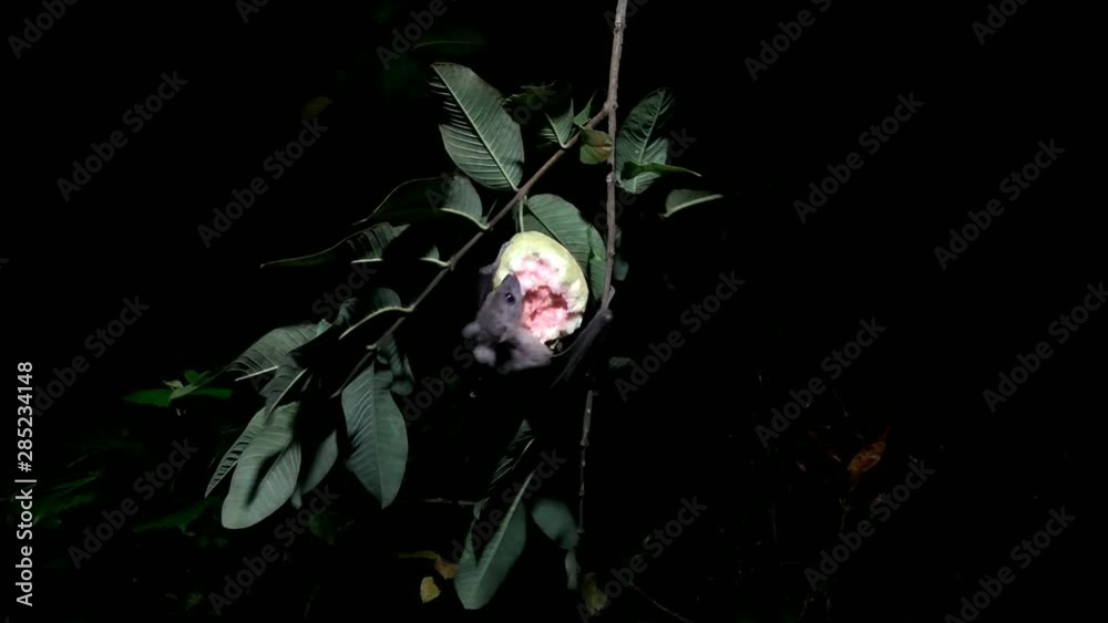 A bat (Flying fox) eating guava Fruits contaminated with urine or