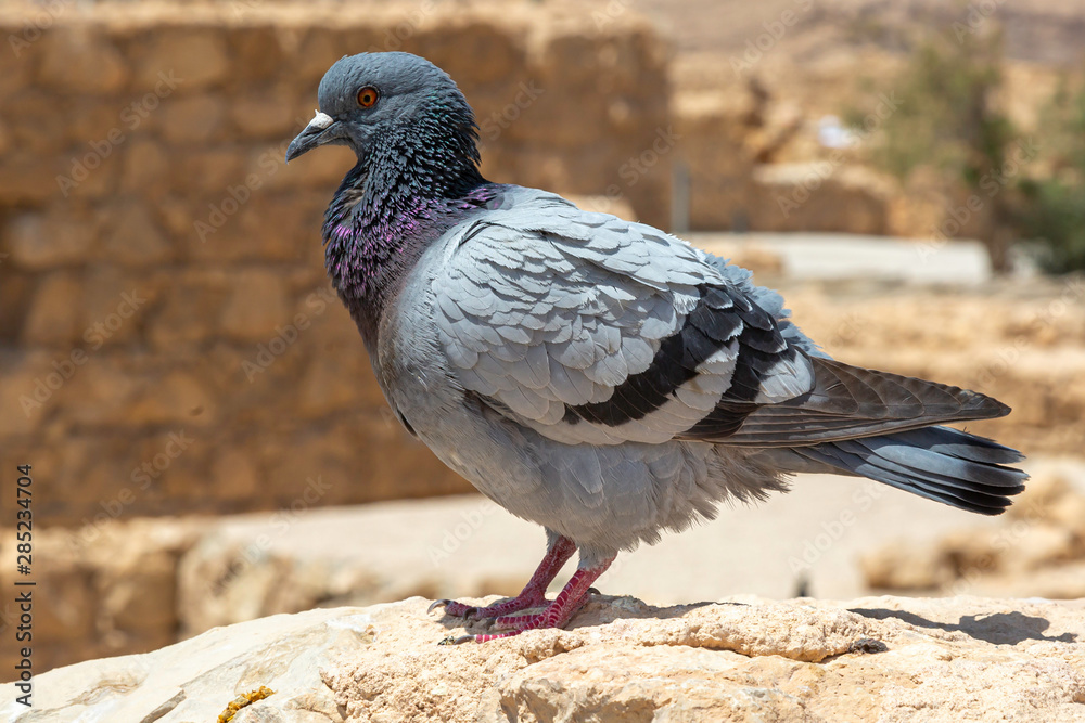 Obraz premium Pigeon on Masada