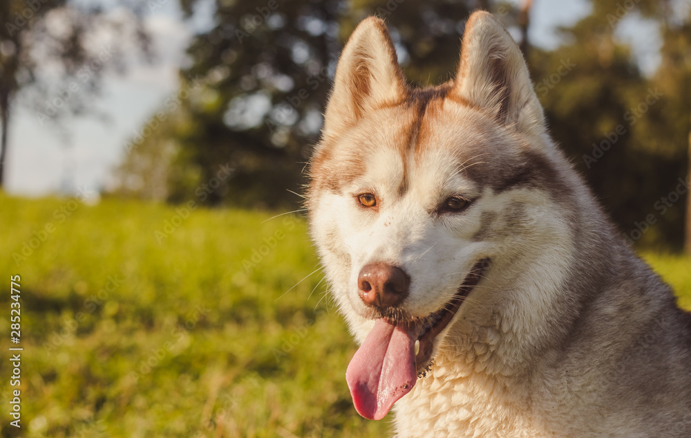 Husky portrait. Young husky dog for a walk in the park in autumn. Husky breed. Light fluffy dog. Walk with the dog. Dog on a leash. A pet